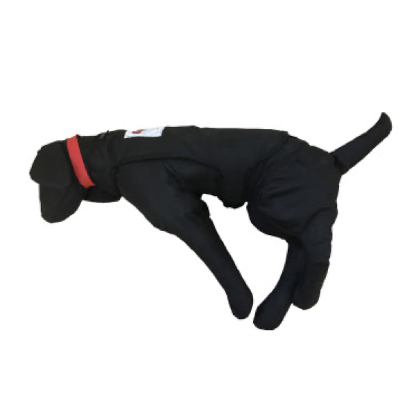 Perro de entrenamiento 10Kg - Imagen 5